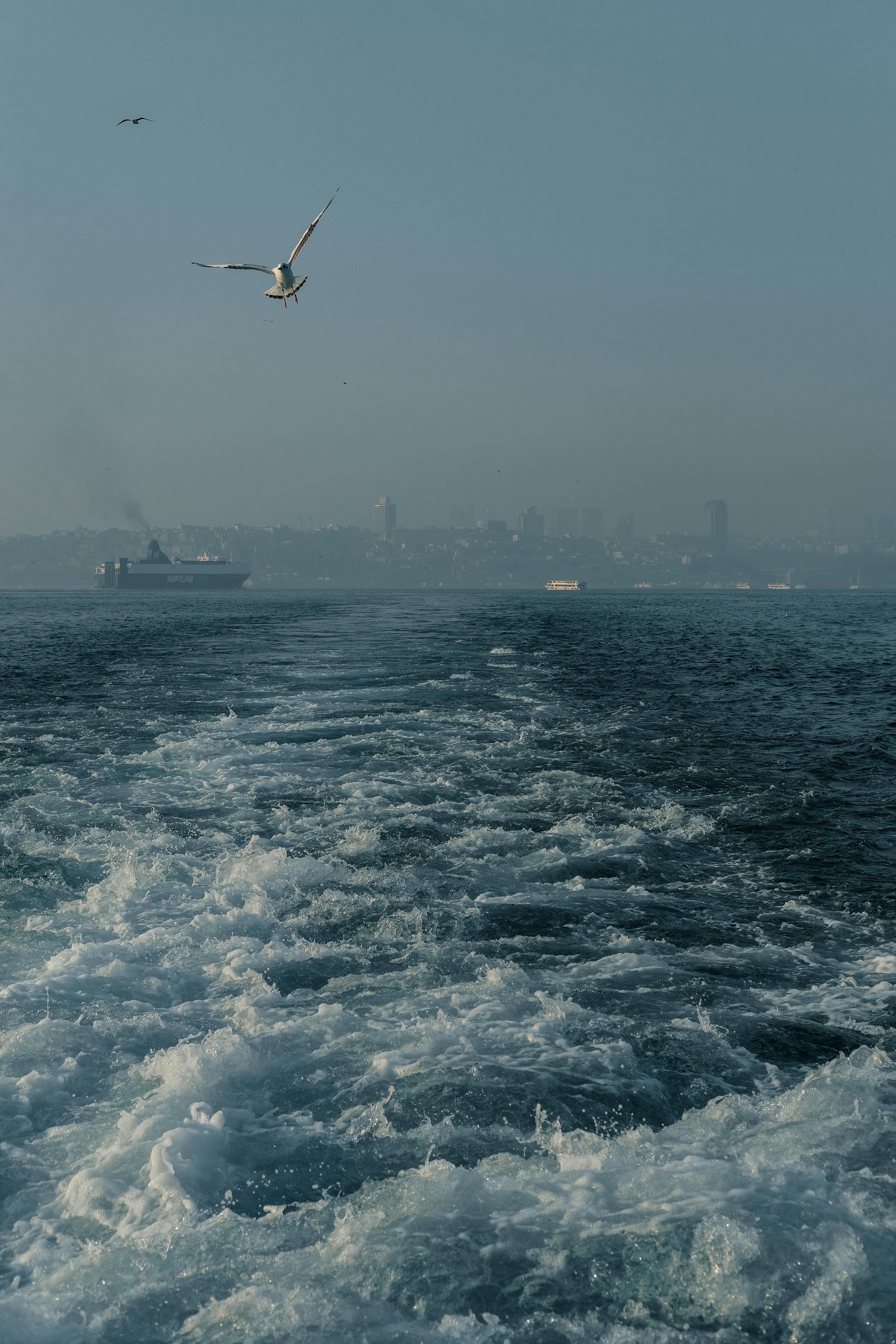Seagull flying over the Bosphorus with Istanbul skyline in view, capturing motion and maritime scenery.