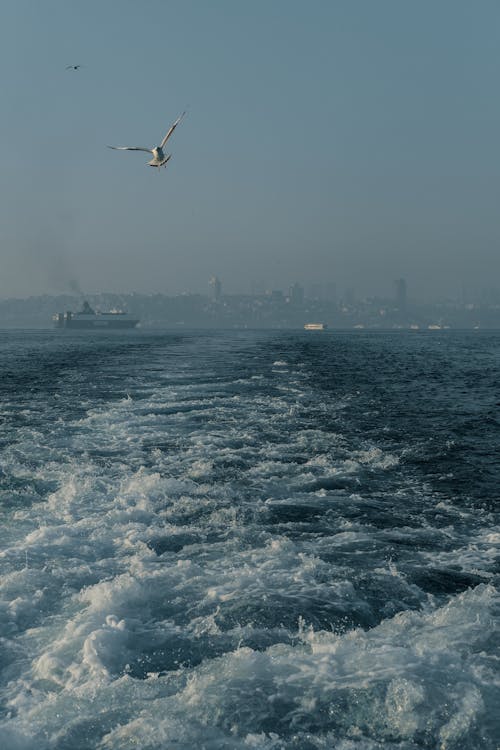 Seagull Flying over a Wake Left by a Moving Boat