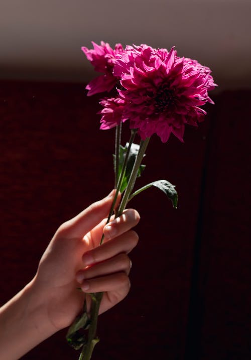 Foto profissional grátis de aumento, floração, flores silvestres rosa