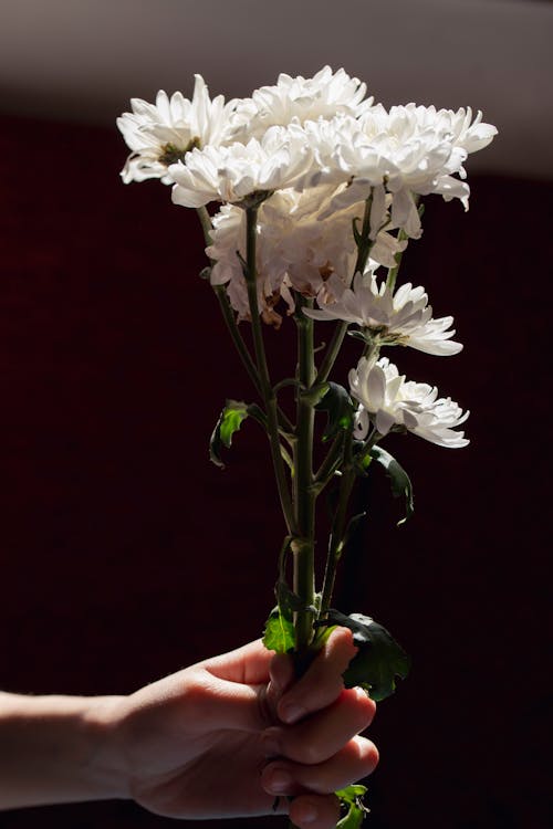 Imagine de stoc gratuită din centrale, creștere, flori salbatice albe