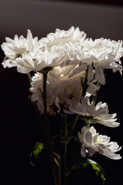 Free Capture the beauty of blooming white wildflowers illuminated against a black backdrop, revealing delicate petals and growth. Stock Photo