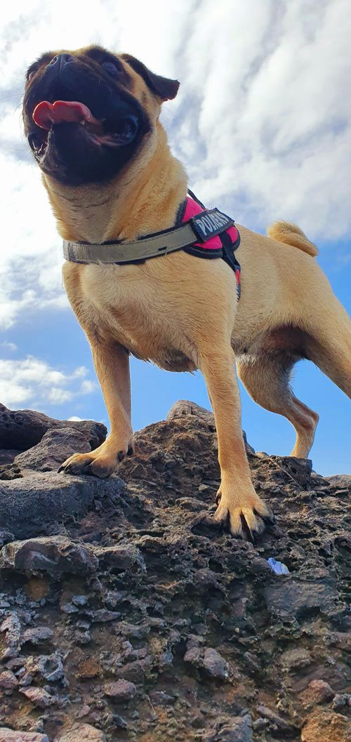 Free Pug Stock Photo