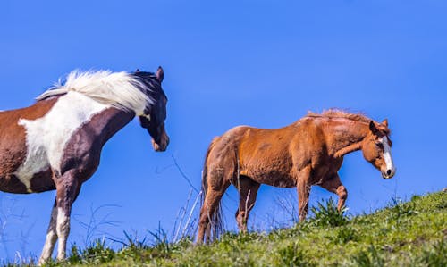 Fotos de stock gratuitas de animales, caballos, césped