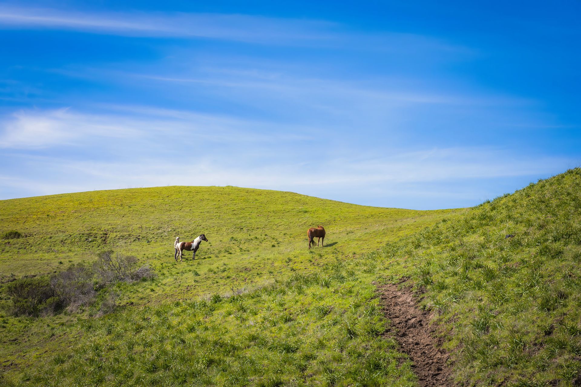 Peaceful landscape of horses grazing on a lush green hillside under a clear blue sky.