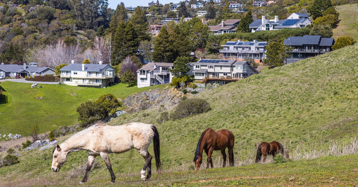 Serene scene of horses grazing on a lush hillside with suburban homes in the background.