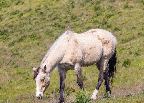 Close up of Wild Horse