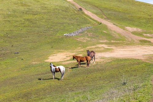 夏天, 家畜, 山丘 的 免费素材图片