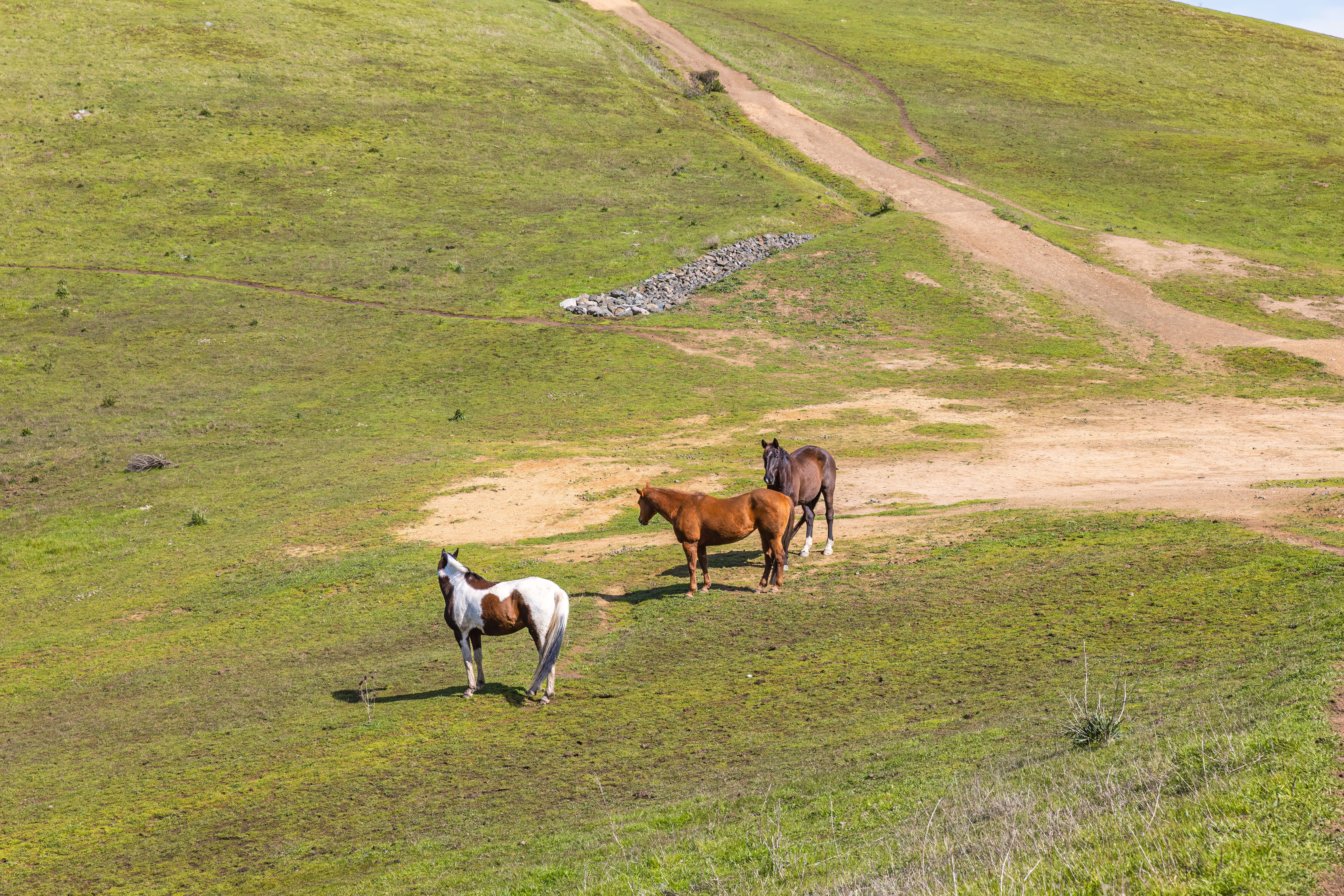 Photo of Three Horses on a Pasture · Free Stock Photo