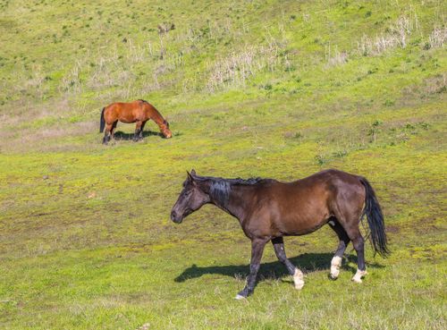 Free Two wild horses peacefully grazing on a lush green hillside in a nature setting. Stock Photo