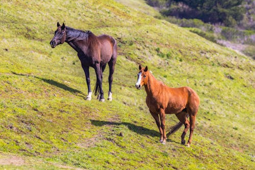 Fotos de stock gratuitas de al aire libre, animales, caballos
