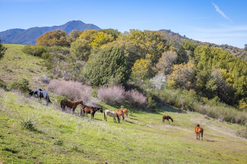 Idyllic Landscape with a Herd of Grazing Horses
