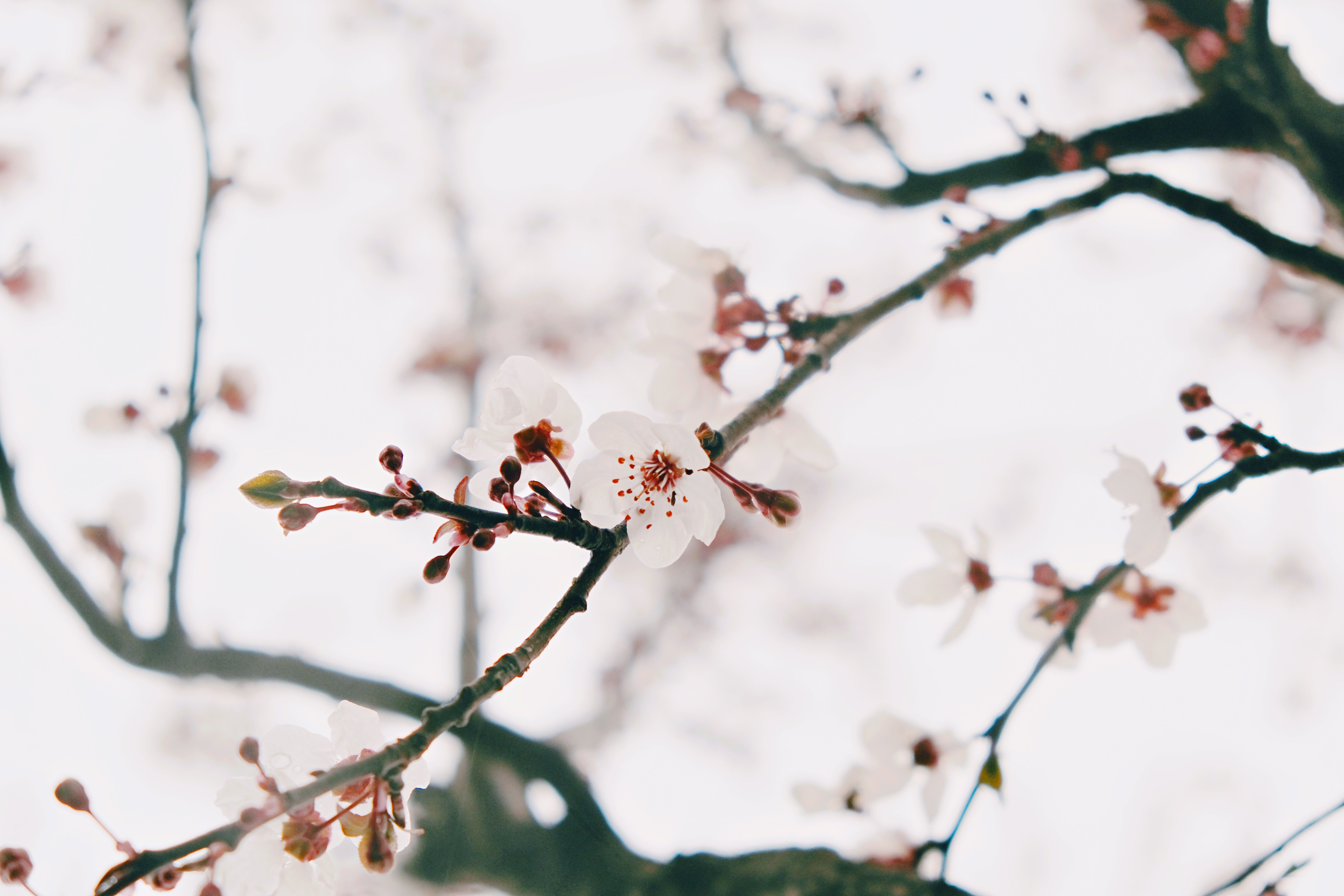 Close-up Photo of Cherry Blossoms on a Branch · Free Stock Photo