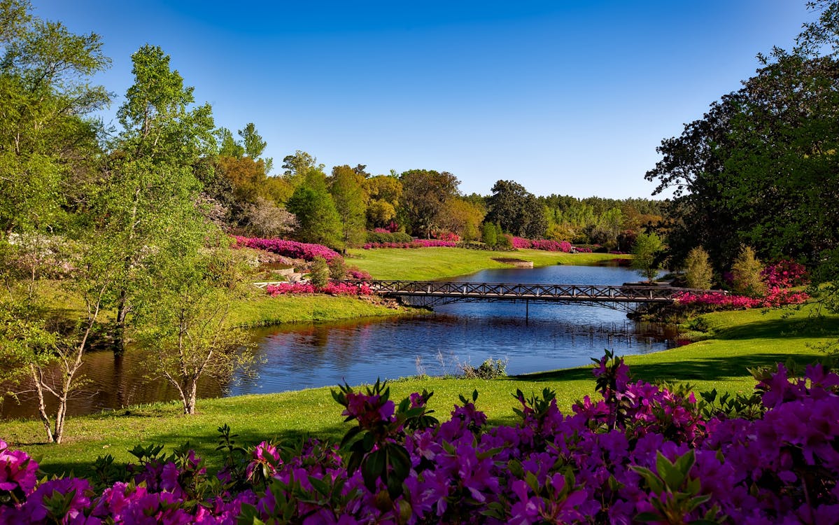 Blossoming Landscape