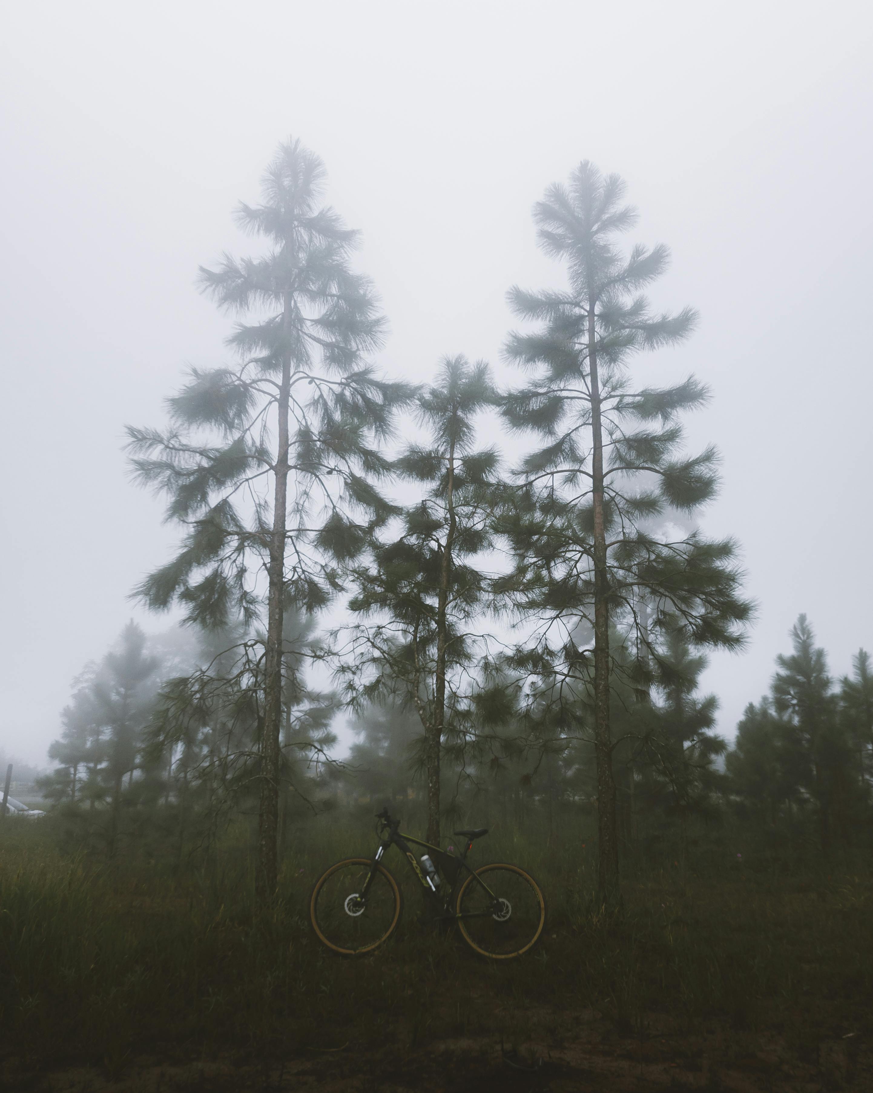 Bicycle leaning against tall evergreen trees in a foggy forest setting, creating a misty, serene atmosphere.