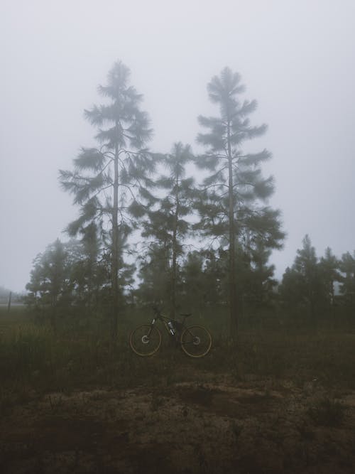 Photo of a Bicycle Next to Trees in the Fog