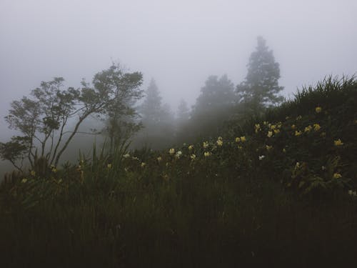 Foto stok gratis alam, bukit, bunga-bunga