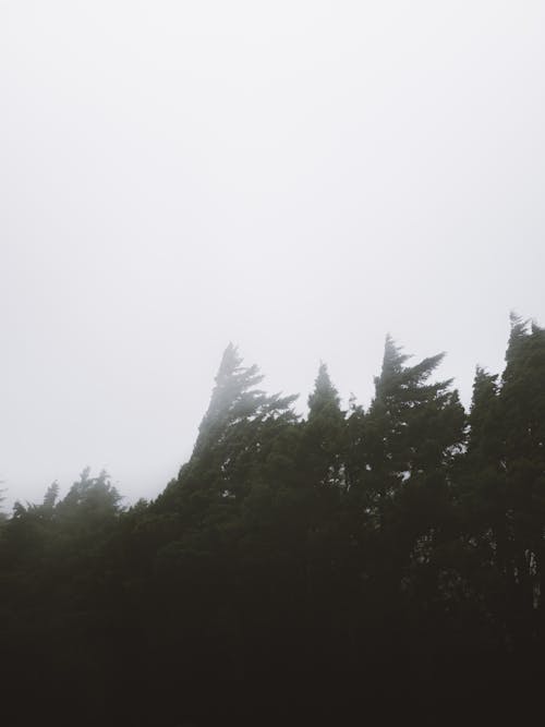 Photo of a Dark Forest in Fog