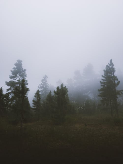 Dark Photo of a Forest in Fog