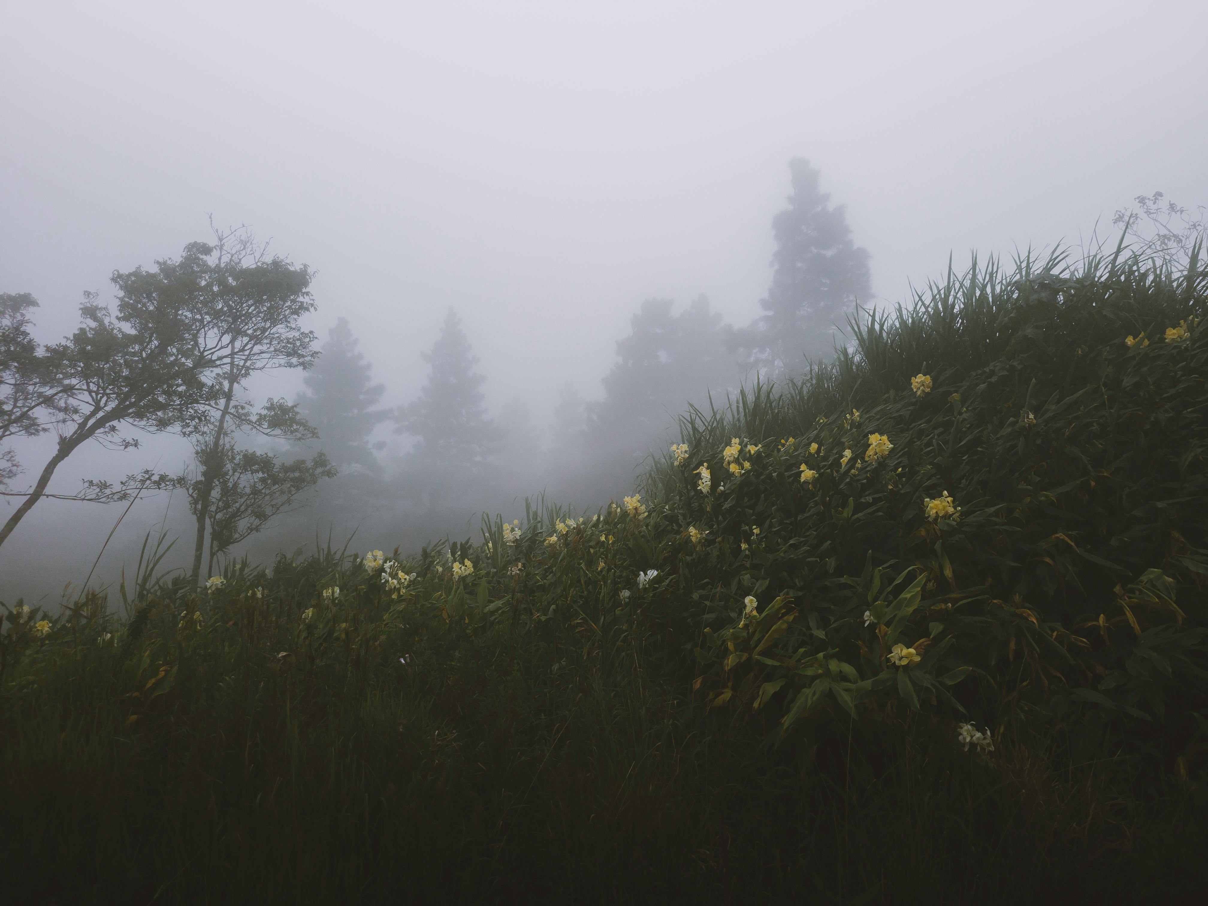 587 Misty Glade Stock Photos, High-Res Pictures, and Images