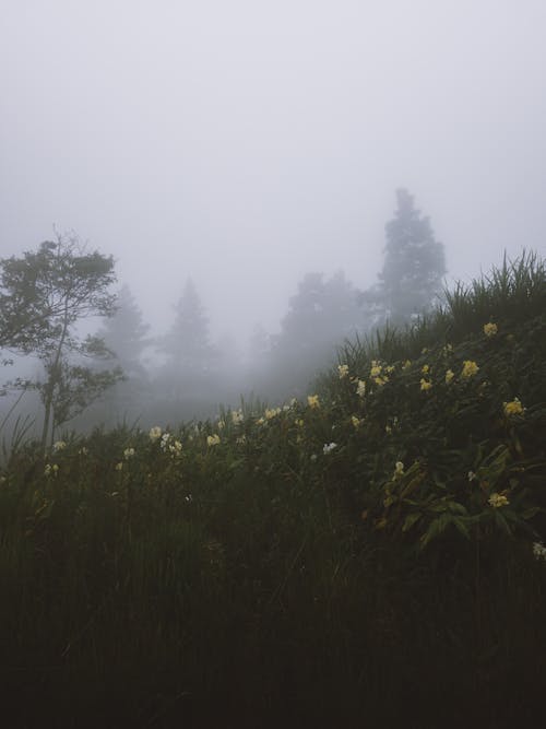 Fog and Overcast over Flowers