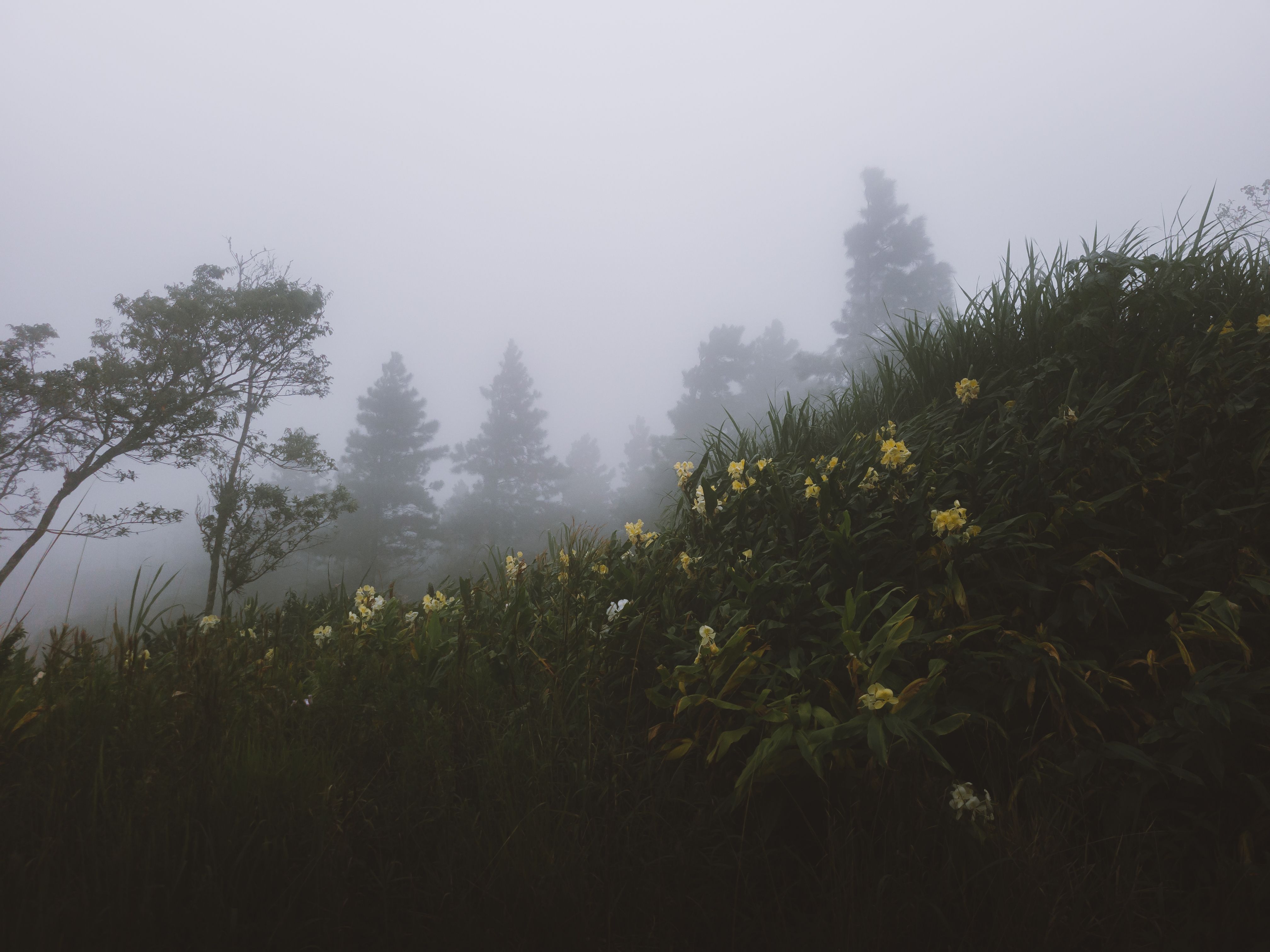 Misty meadow with soft wildflowers