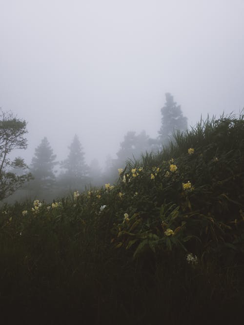 Photo of a Flower Meadow in the Fog