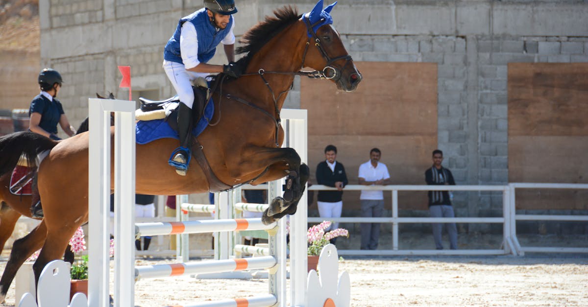 How fast can a horse fly go