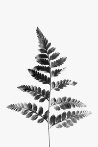 Fern leaf botanical print, photo by Alessandro Aviles on Pexels