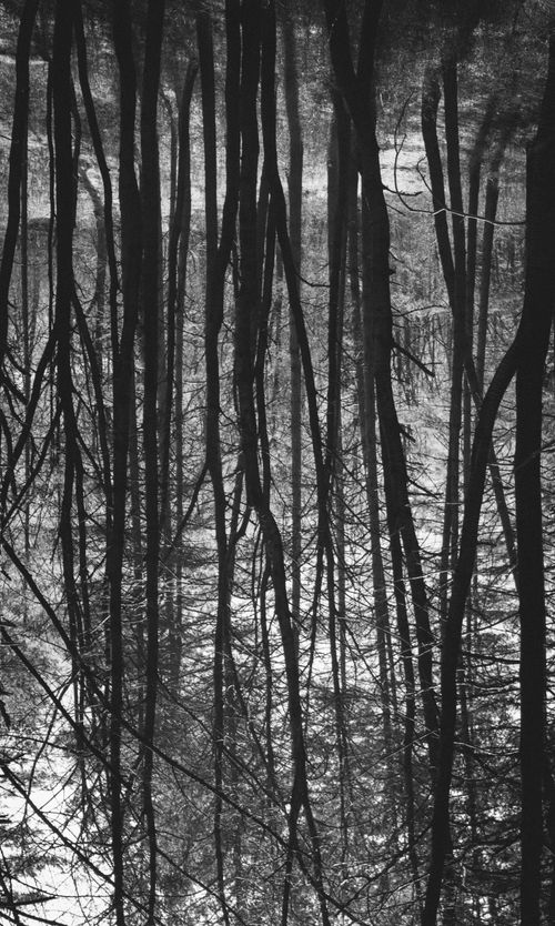 Free Black and white reflection of trees in a tranquil forest pond. Stock Photo