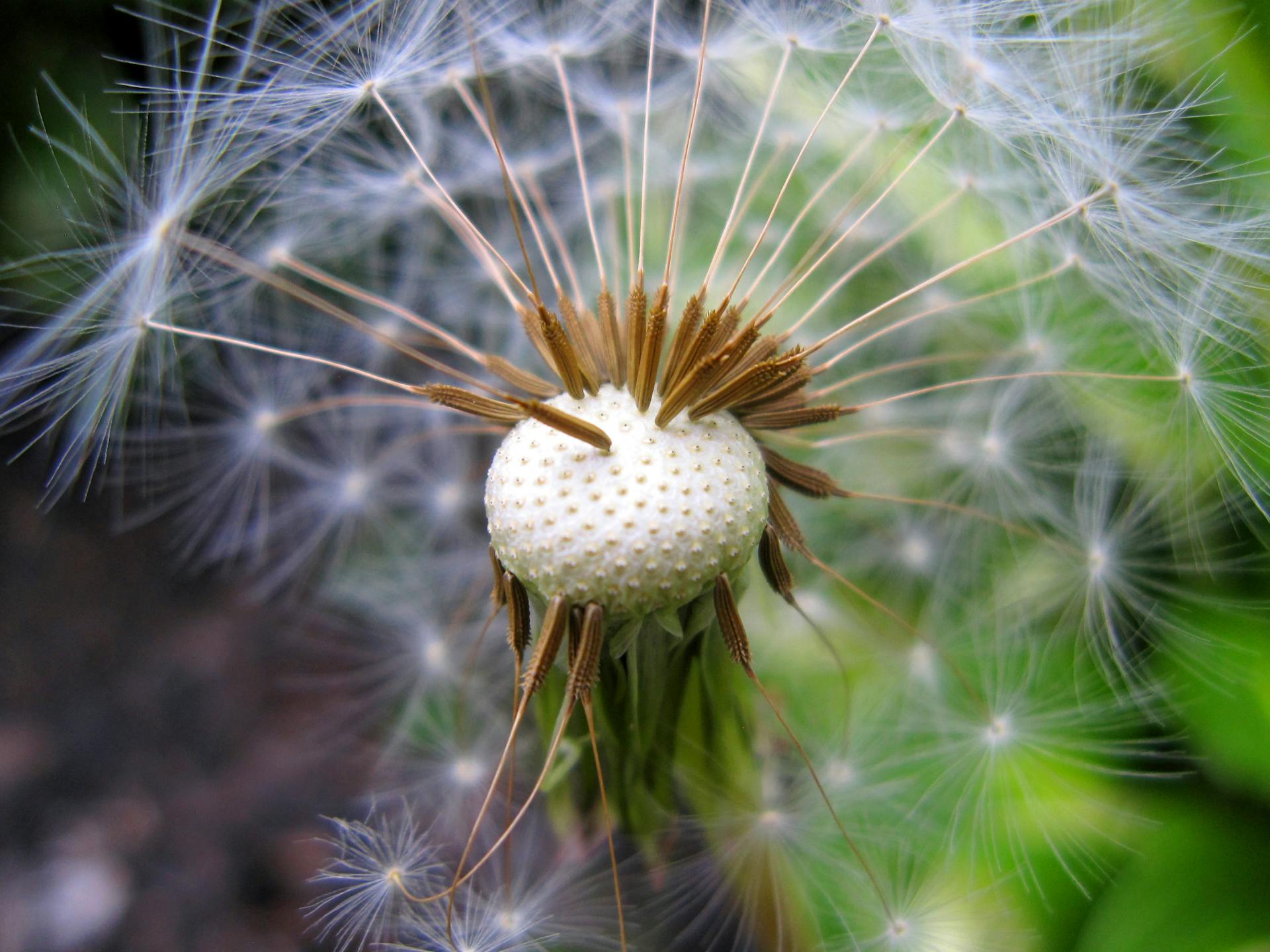 Macro shot of a dandelion seed head with fluffy white seeds in a garden setting.