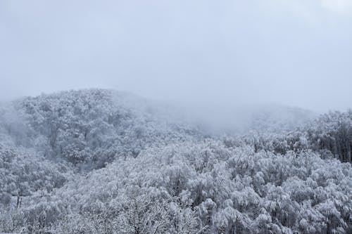 Kostnadsfri bild av bakgrundsbild, vinter, vinter bakgrund