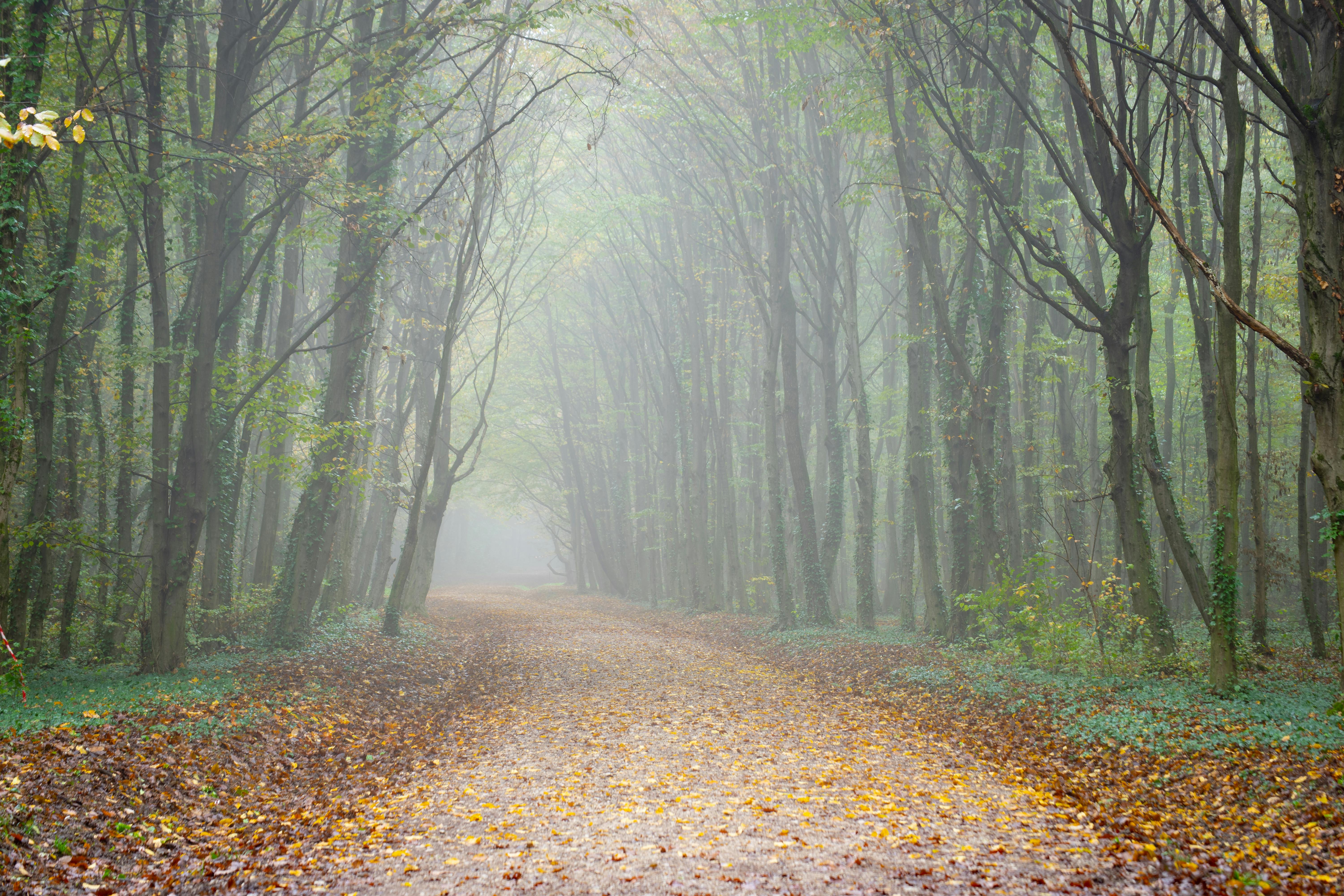 Wind In The Forest Sujiva Poems Poetry