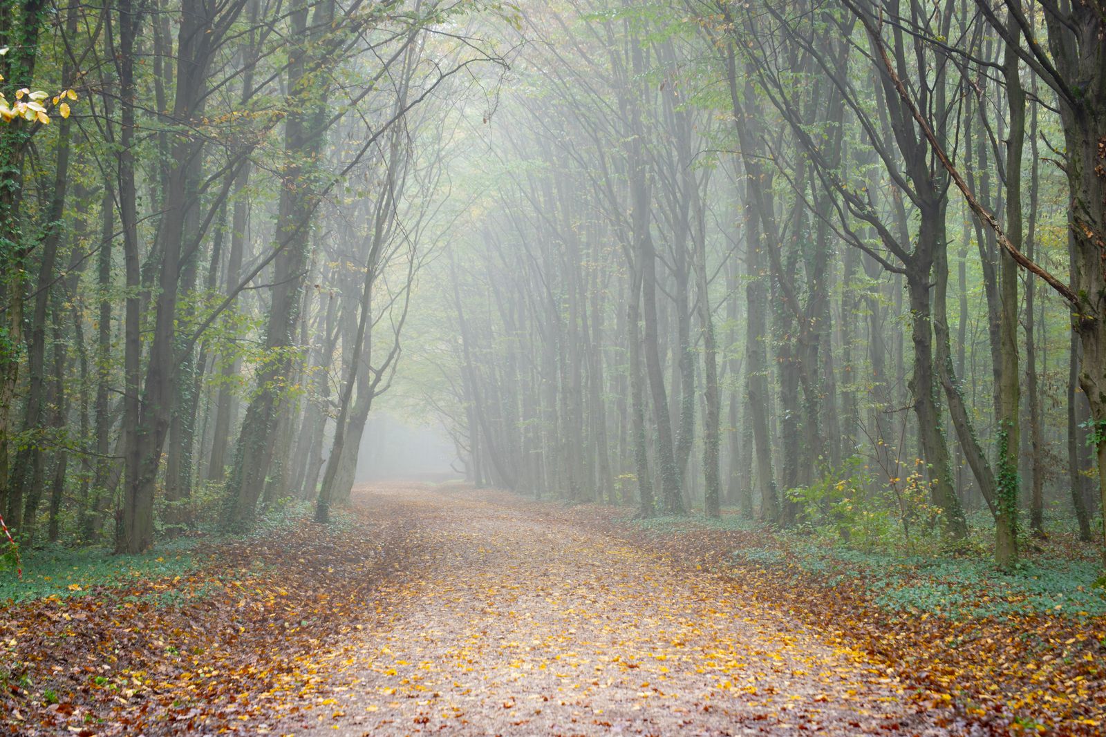 Misty forest road in autumn
