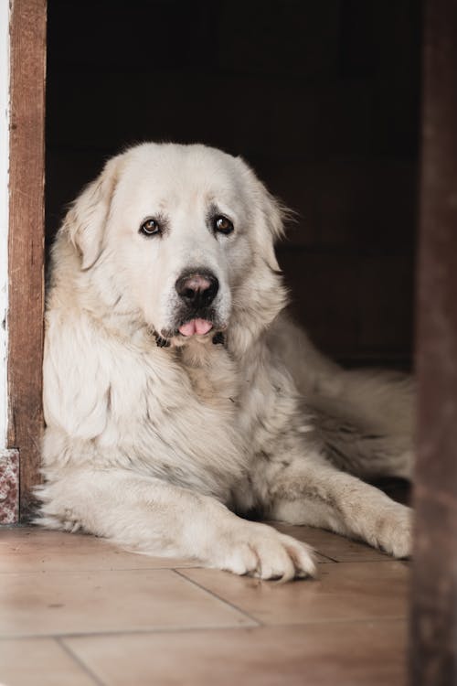 Δωρεάν στοκ φωτογραφιών με labrador-retriever, γκρο πλαν, δάπεδα