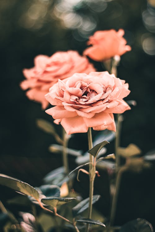 Foto profissional grátis de delicado, fechar-se, flor