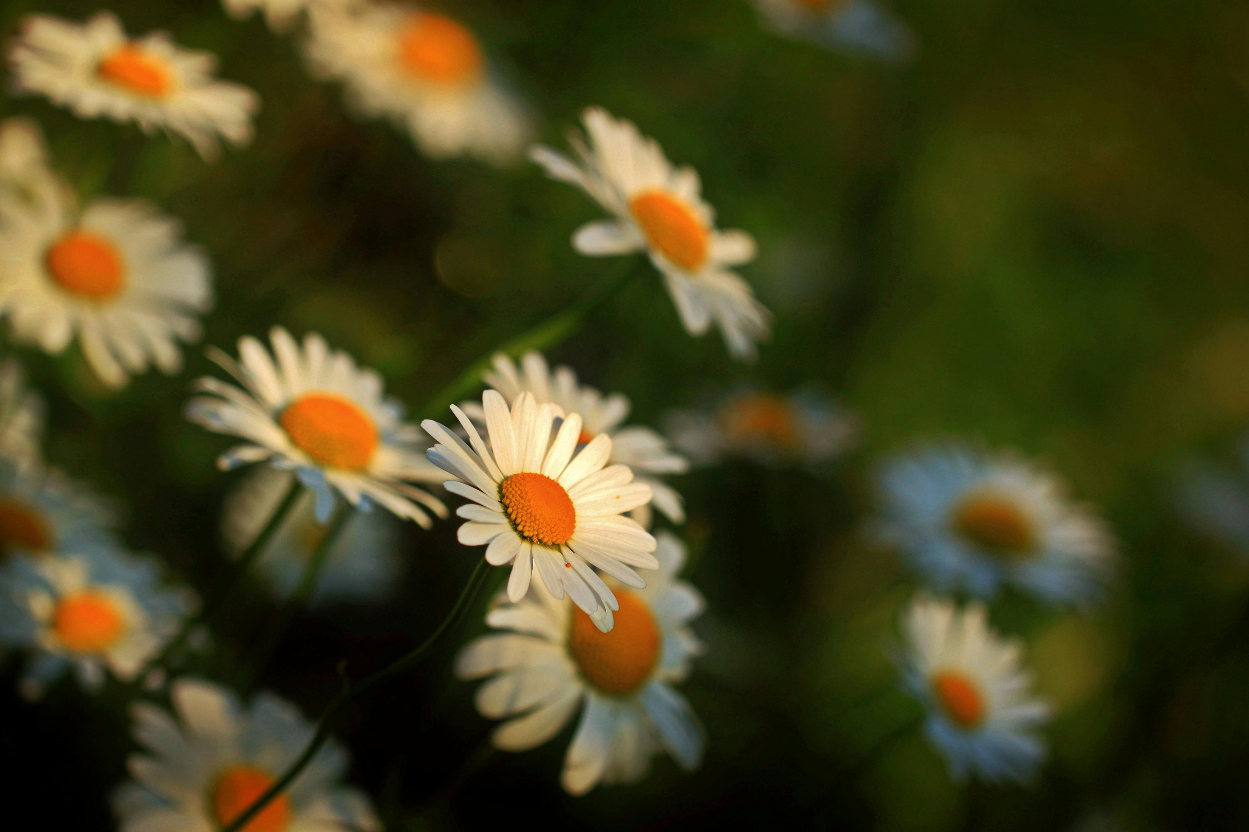 Close Up Photography of Daisies · Free Stock Photo