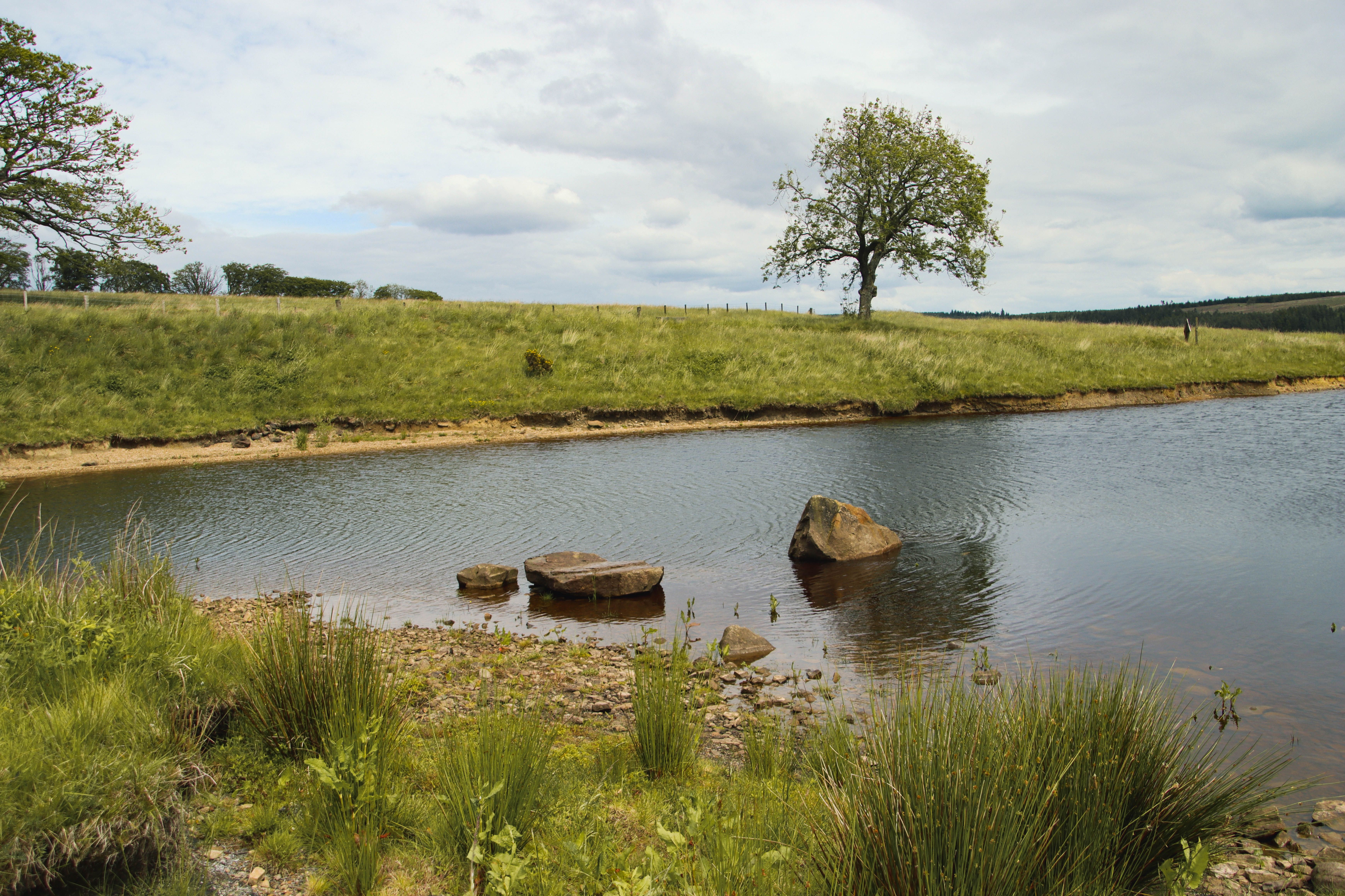 Lake in Rural Scenery · Free Stock Photo