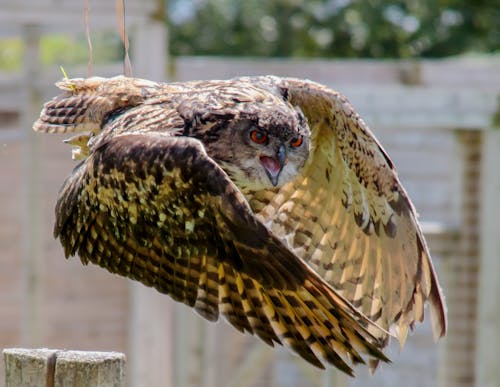 Kostnadsfri bild av djur, fågel, fjäderdräkt