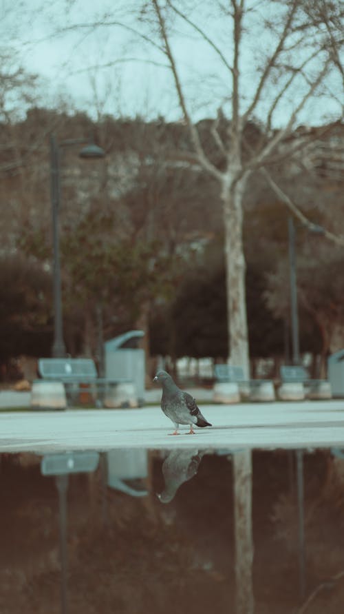 Pigeon by the Puddle 
