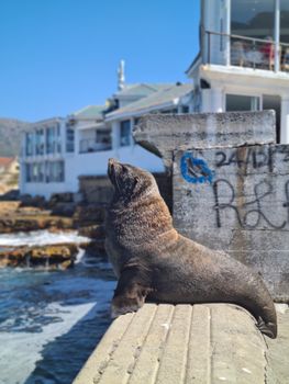 A Cape fur seal basks in the sun at a picturesque harbor in Cape Town, South Africa.