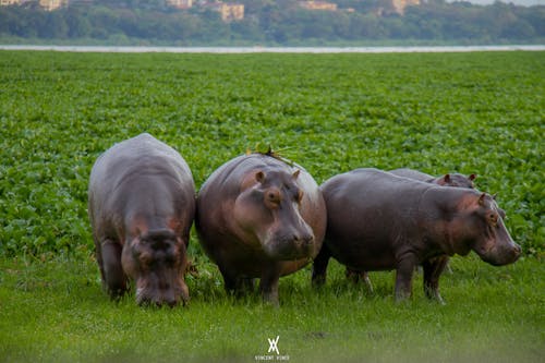 Imagine de stoc gratuită din faună sălbatică, hippo, kisumu