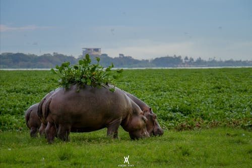 Imagine de stoc gratuită din faună sălbatică, hippo, kisumu