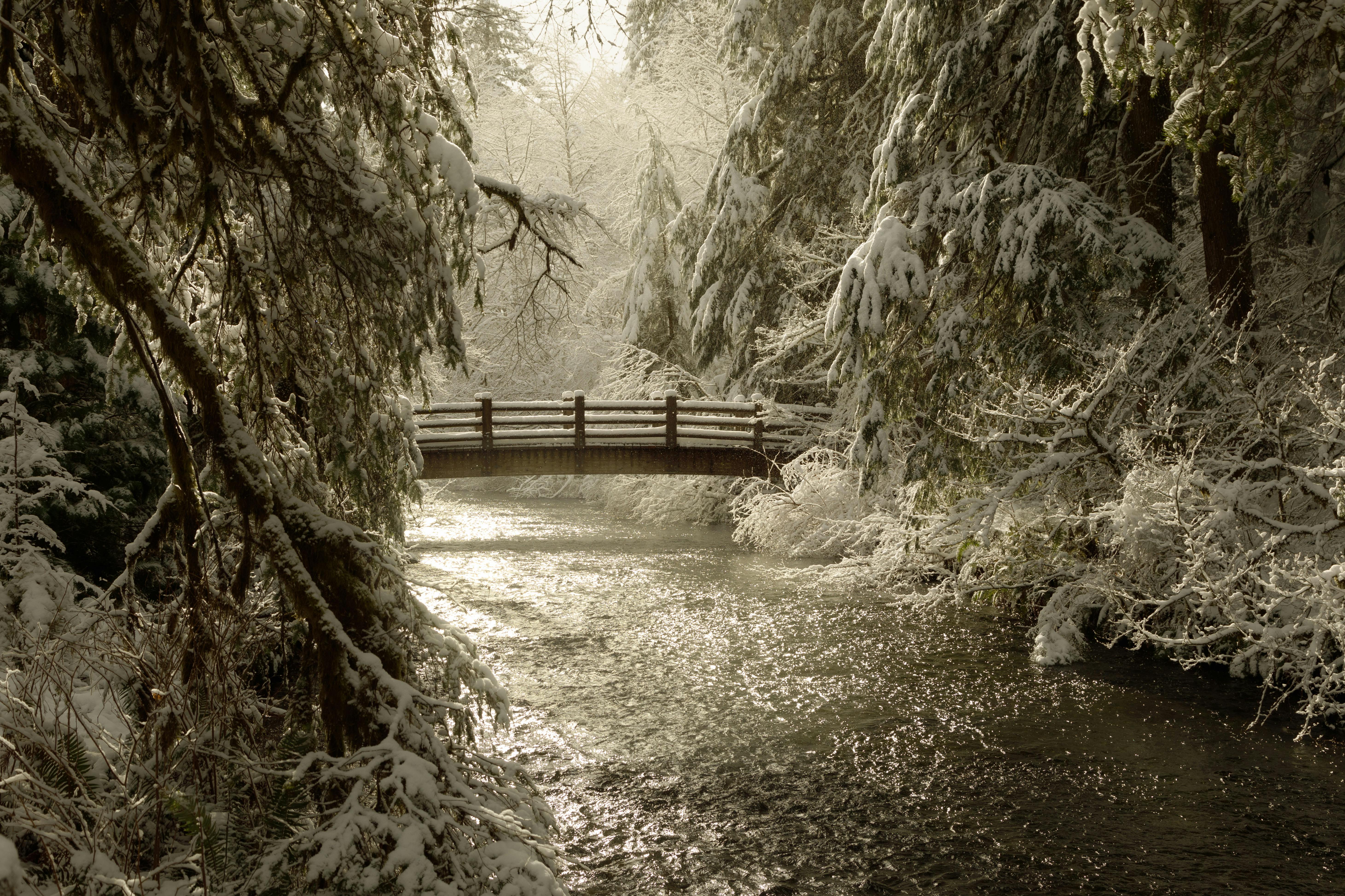 A serene winter scene featuring a footbridge over a snow-covered creek in a tranquil forest.