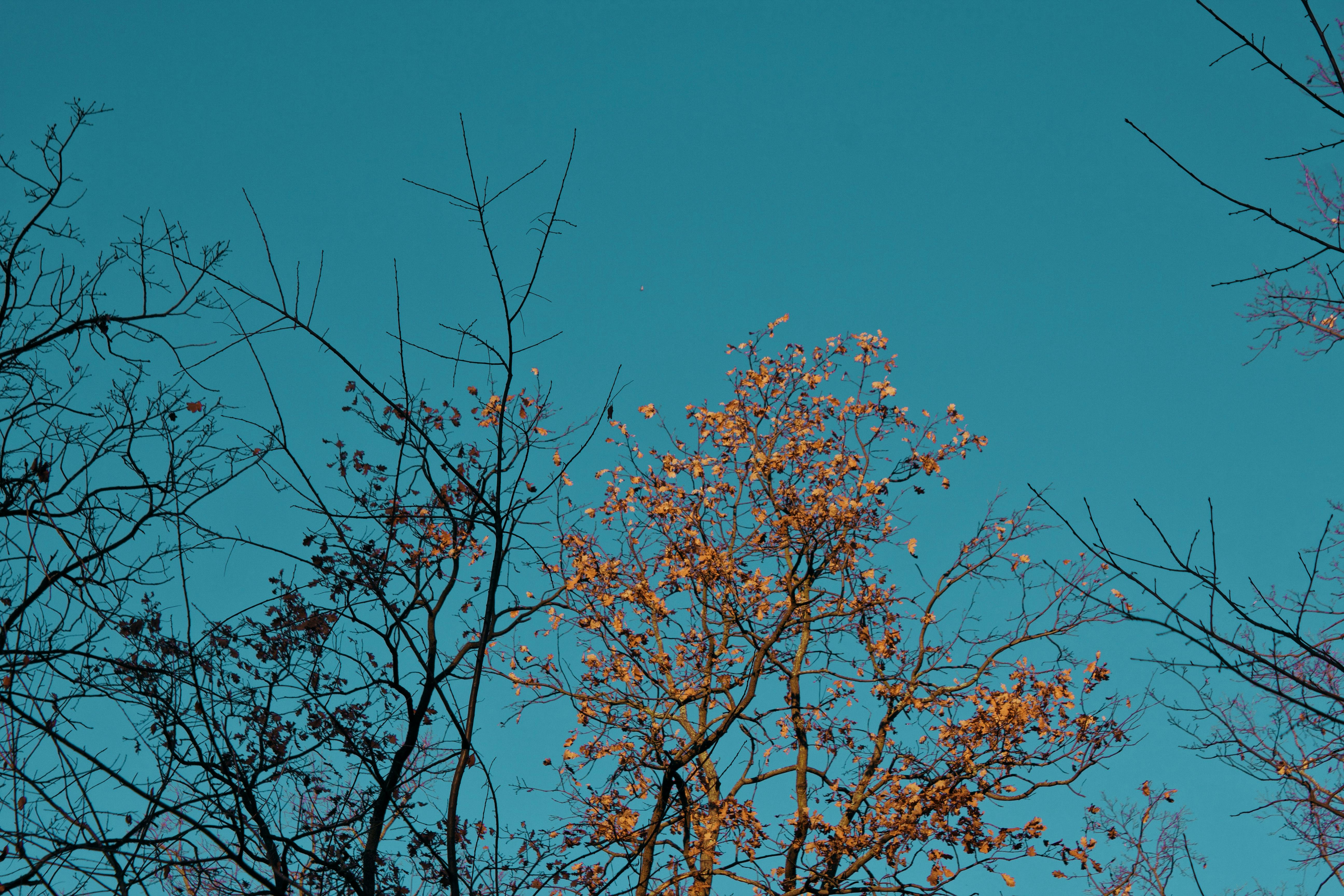 Kostenloses Foto zum Thema blauer himmel, klarer himmel, kunst