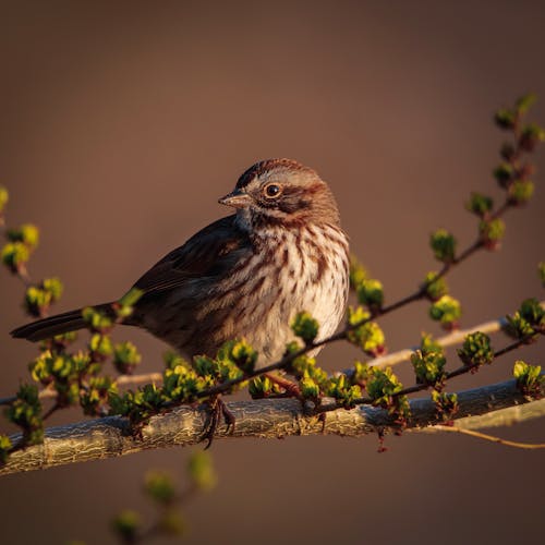 Sparrow Perching on Branch