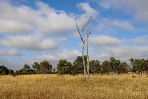Free Serene scene featuring a lone tree in a grassy field under a partly cloudy sky in Melbourne, VIC, Australia. Stock Photo