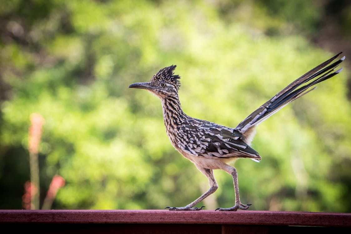 Close Up Photography Roadrunner at the Top of Red Surface during Daytime