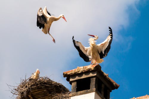 Wit En Zwart Staan Op Het Dak Bij Een Andere Vogel Die Overdag In De Lucht Vliegt Onder Stapelwolken