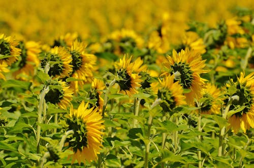 Sunflower on Green Stem during Daytime