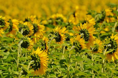 Tournesol Sur Tige Verte Pendant La Journée